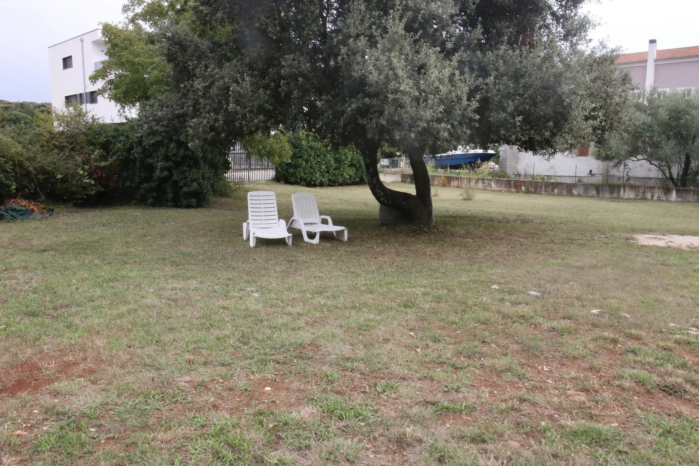 Sun loungers in the shade of an old olive tree on the lawn